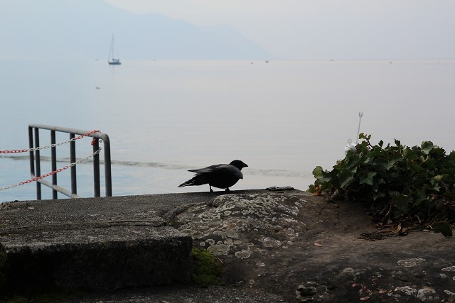 img_c41114_montreux.jpg